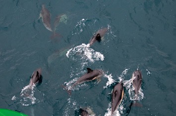 025---Short-beaked-common-dolphin---MAR 8623