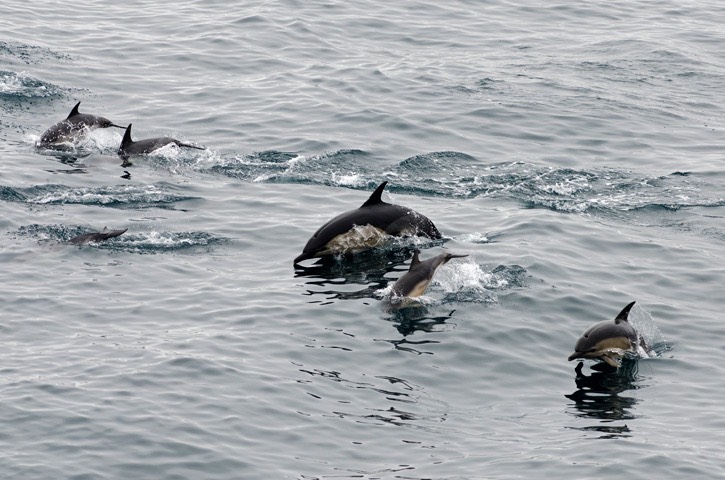 043+044---Short-beaked-common-dolphin---MM7 0332