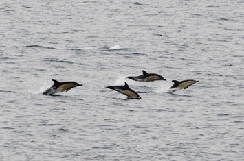044---Short-beaked-common-dolphin---MM7 0189