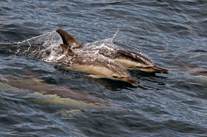 079---Short-beaked-common-dolphin---MM7 0784