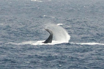 117---Humpback-whale---MM7 8843
