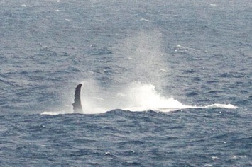 117---Humpback-whale---MM7 8836