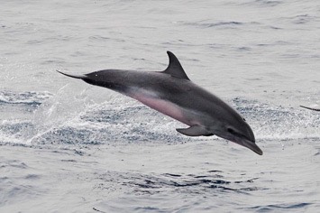 127---Atlantic-spotted-dolphin---MM7 9052