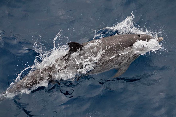 127---Atlantic-spotted-dolphin---MM7 9150