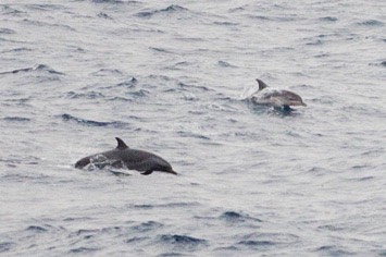 127-128---both-spotted-dolphins---MM7 9243