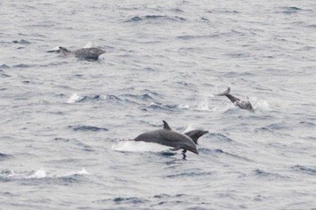 127-128---both-spotted-dolphins---MM7 9245