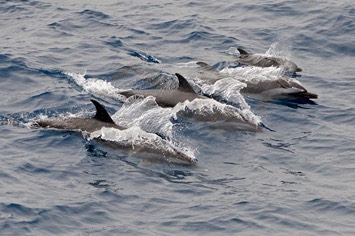 128---Pantropical-spotted-dolphin---MM7 9092