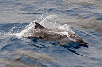 128---Pantropical-spotted-dolphin-cropped---MM7 9098