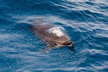 131---Spinner-dolphin-cropped---MM7 9460