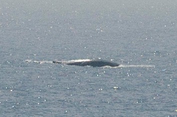 140---Blue-whale---MM7 9691