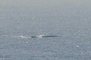 140---Blue-whale---MM7 9694