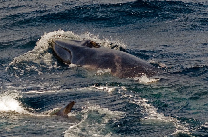 208---Fin-whale---MM7 2559