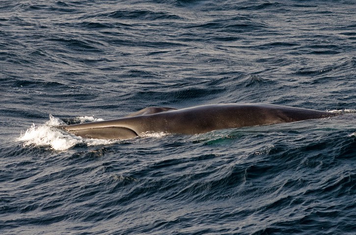 208---Fin-whale---MM7 2594