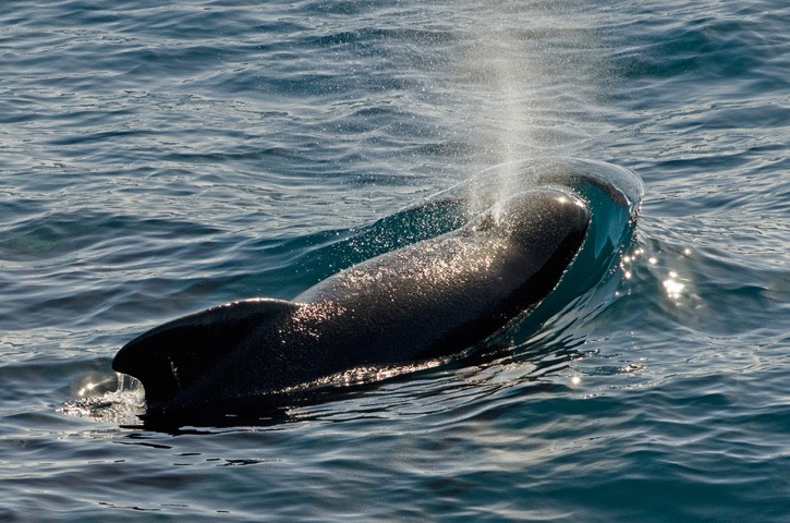 257---Long-finned-pilot-whale---MM7 3579