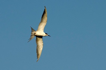 Arctic-tern---MM7 0713
