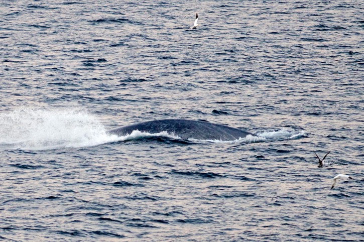 Blue-whale---MM7 0889