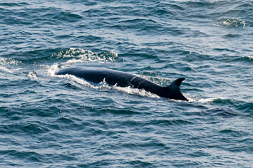 Bryde'ssei-whale---MAR 6832