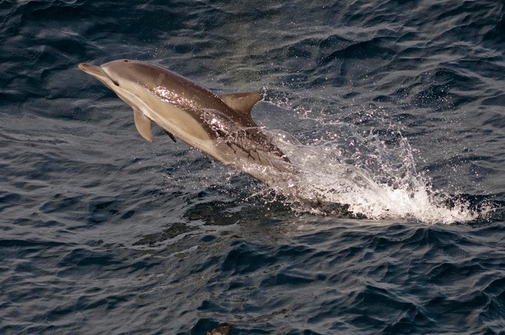 Common-dolphin---MM7 0935