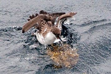 Great-shearwater-with-fish---MEB 7491