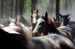 Saca de las Yeguas 2013 - Round up of the Wild Horses