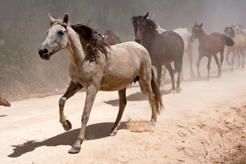 Running-of-the-horses---040 DSC 7790