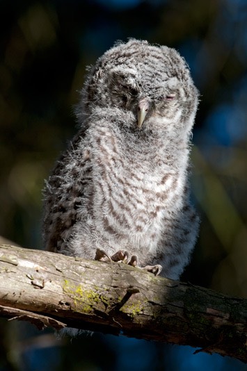 Tawny-owl---MEB 7117