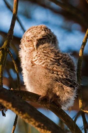 Tawny-owl-crop--MEB 7094