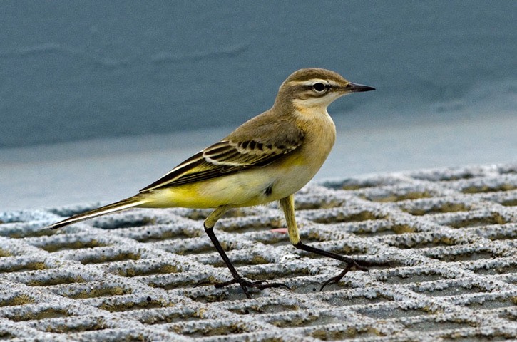 W1---Yellow-wagtail---MM7 4404